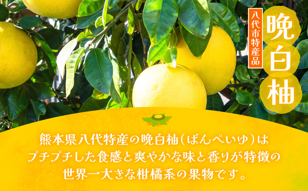 熊本県八代特産の晩白柚は、プチプチした食感と爽やかな味と香りが特徴の世界一大きな柑橘系の果物です。