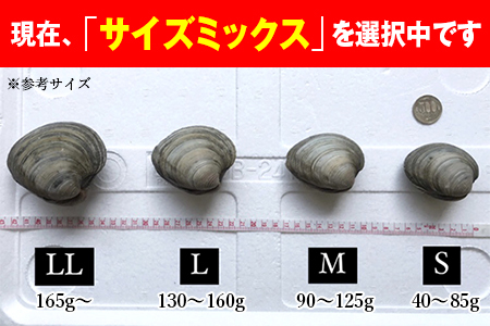 漁師直送！活ホンビノス貝4.5kg（サイズミックス）◇