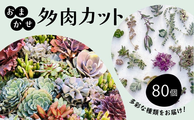
            お任せ 多肉植物 カット 苗 80個 多肉 植物 季節 たにくしょくぶつ ショクブツ タニク 多種類 グリーン インテリア 自然 DIY  乙女心 群月花  月兎耳 アロマティカス ルビーネックレス ブロンズ姫 斑入りベビーサンローズ 観葉植物 渡辺花園 神奈川 湘南 藤沢
          
