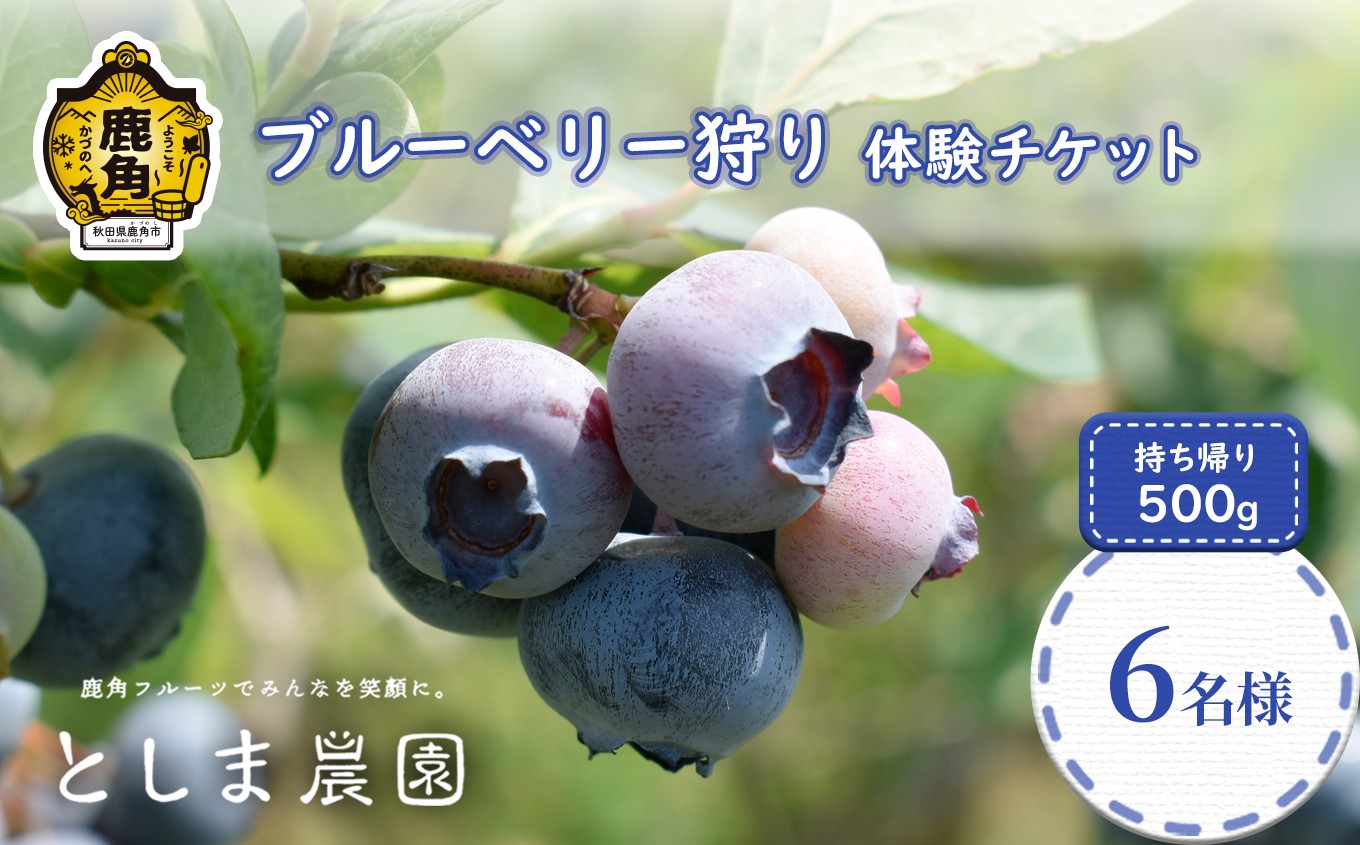 
                  《 令和8年度 》 ブルーベリー狩り 体験 チケット 6名様分（持ち帰り500g付き）【としま農園】体験 チケット イベント 7月 無制限 食べ放題 フルーツ 果物 旬 国産 生 500g 6人 秋田県 ふるさと 秋田 鹿角市 送料無料 
                
