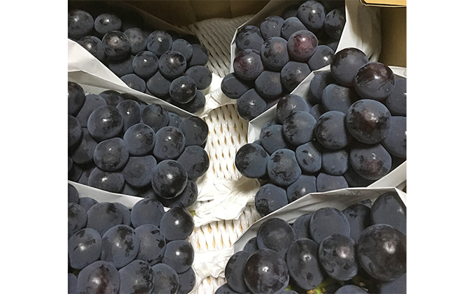 ニュー ピオーネ 1kg前後 2房 葡萄 フルーツ 岡山 高梁市産 ぜきお農園 ぶどうclub 2026年 先行予約 果物 