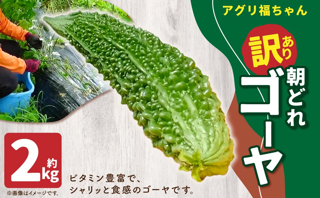 
            【鹿児島県産】【訳あり】 ゴーヤ 2kg ゴーヤー 朝どれ 夏野菜 【2025年7月上旬から9月下旬発送予定】 ZS-557
          