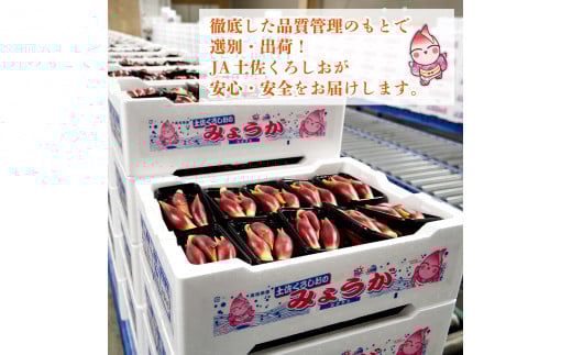 秀品 すさきのみょうが 1kg 生産量日本一 産地直送 かつおのたたき 薬味 高知県 高知 須崎 須崎市 すさき みょうが 茗荷 かつおたたき 藁焼き鰹  ぽん酢 玉ねぎ ねぎ しょうが 甘酢漬け 酢