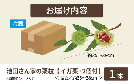 【先行予約】季節の花材 栗枝 1本（約35～38cm）【2025年9月下旬以降順次発送】/ 奥能登 能登半島 フラワーアレンジ ブーケ 花束 生け花 華道 花 お花 能登栗 栗 くり 送料無料