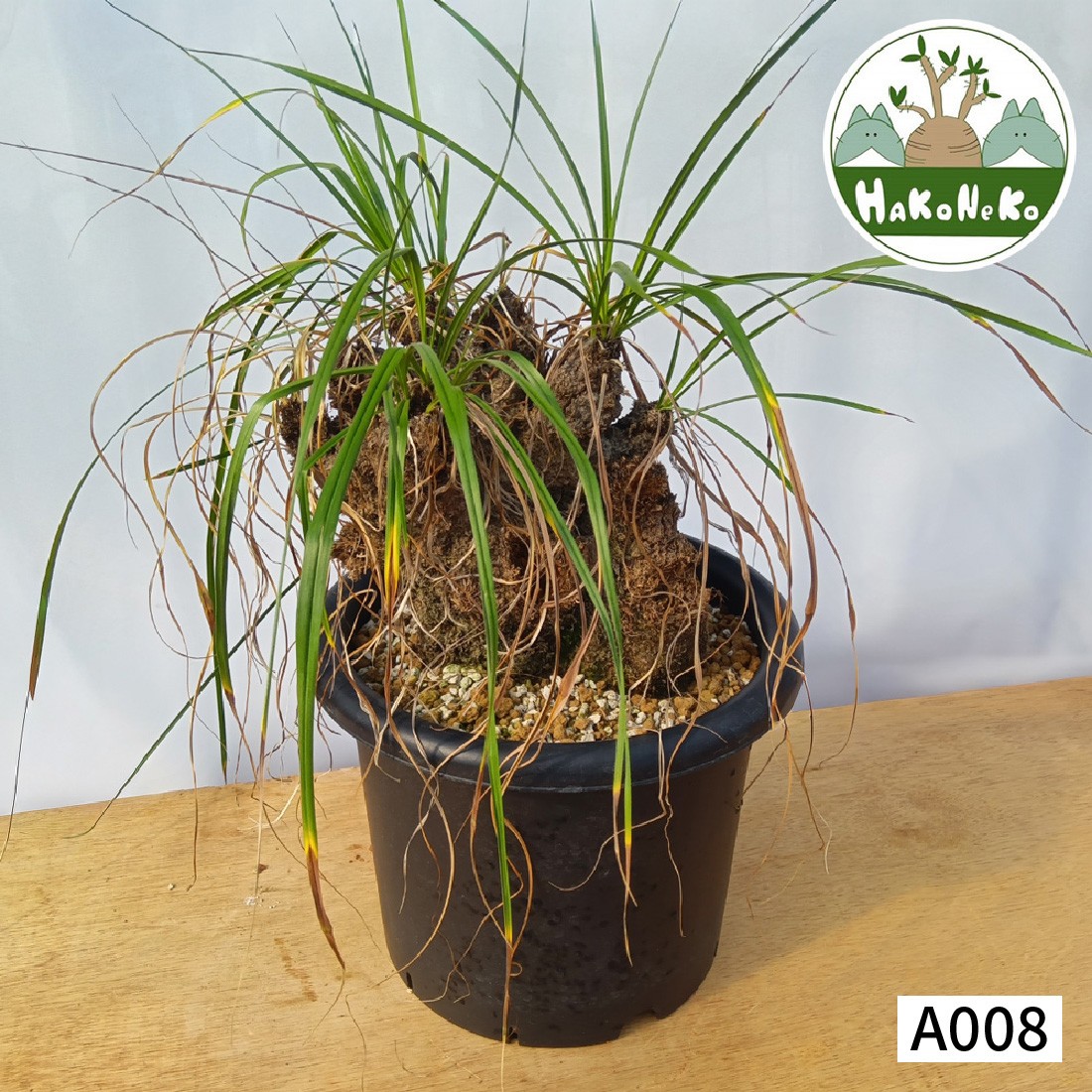 
                  キセロフィタ トリコフィラ (発根管理済) A008｜観葉植物 コーデックス 盆栽 鉢植え インテリア ハコネコ [0689]
                