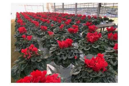 石岡育ちの シクラメン 赤系 6号鉢 クリスマス フラワー ギフト プレゼント 鉢植え 鉢花 冬 花 茨城県 石岡市 国産 送料無料 産地直送 (G776) (F12-001)