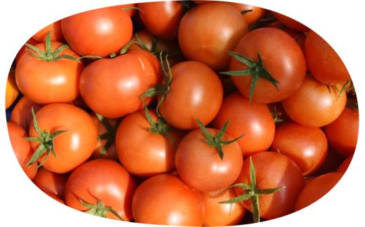 むつ市産　寅福菜園の「サステナブルトマト」4㎏