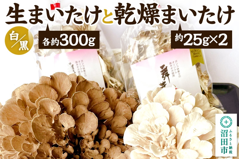 
                  《2026年1月発送》生まいたけ（白・黒）各約300g＋乾燥まいたけ25g×2個セット 詰め合わせ おいがみ舞茸園 [舞茸 まいたけ マイタケ]
                