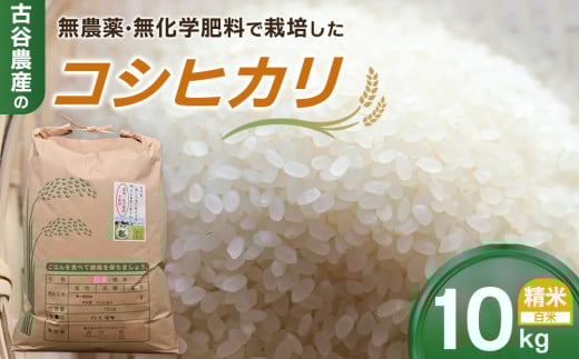 【令和7年産米 数量限定】古谷農産の無農薬・無化学肥料で栽培したコシヒカリ（精米10キロ） ｜米 コメ 新米 白米 10kg コシヒカリ こしひかり 農家直送 産地直送 産直
