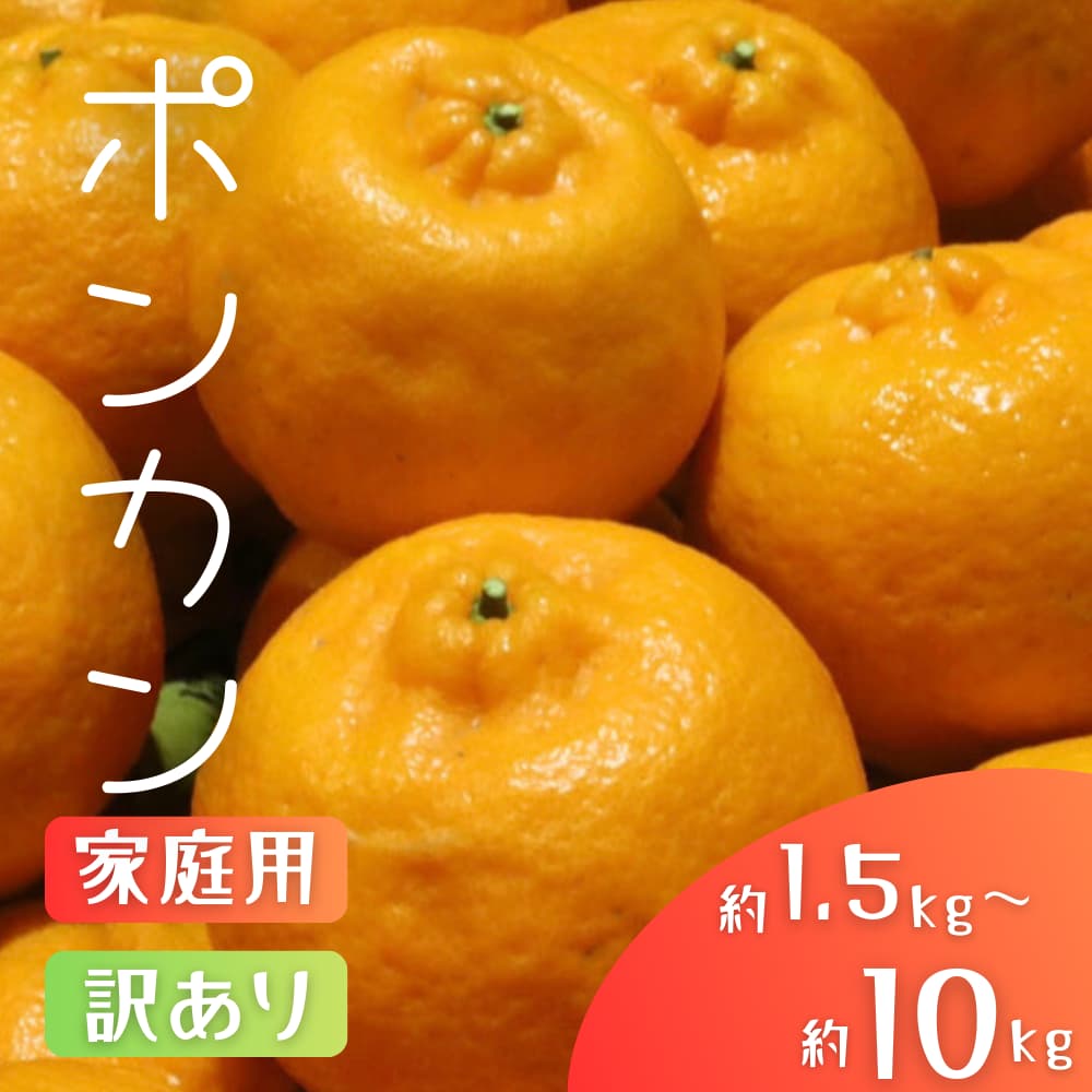 【ふるさと納税】 森本農園の手選別 ポンカン 約1.5kg 和歌山県産 サイズ混合 【家庭用】 【2026年1月上旬～2月上旬頃に順次発送】ぽんかん 和歌山 柑橘 フルーツ くだもの 果物