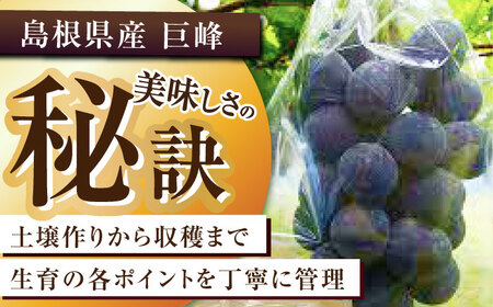 【2025年先行予約】【8月初旬頃から順次発送】溢れる果汁がたまらない！巨峰 2房 約700g 島根県雲南市/池田ぶどう農園　[AIAA003]