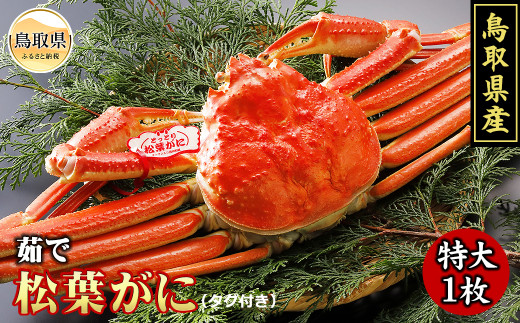 鳥取県産　浜茹で松葉がに　特大（タグ付）【期間限定】_T2600091 ふるさと納税 鳥取 かに カニ 蟹 海鮮 海の幸 冬の味覚 数量限定