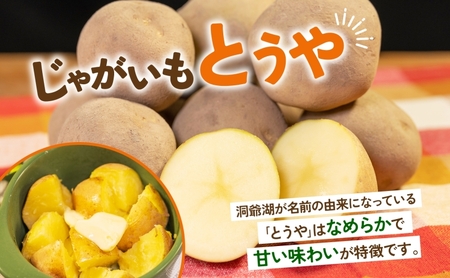 北海道産 青野農園 じゃがいも とうや Lサイズ 約10kg 2026年10月初旬～12月下旬頃お届け 先行予約 北海道 ジャガイモ トウヤ 馬鈴薯 ポテト 芋 いも イモ 黄色 旬 野菜 農作物 産