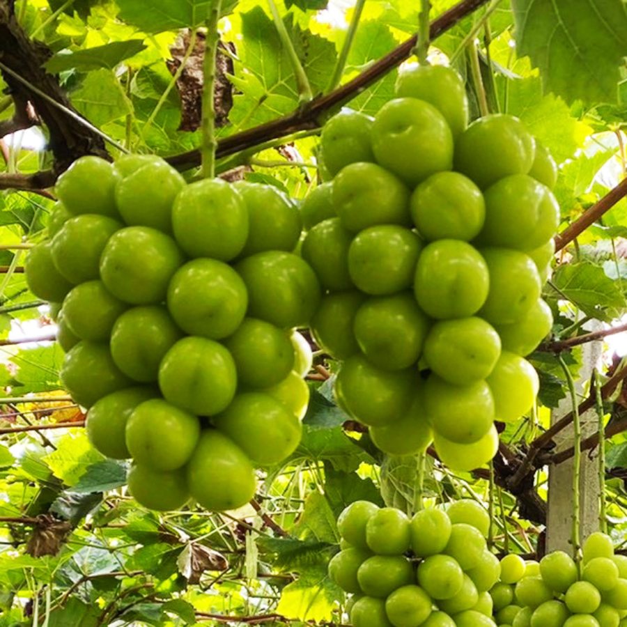 特選！シャインマスカット1房700ｇ相当