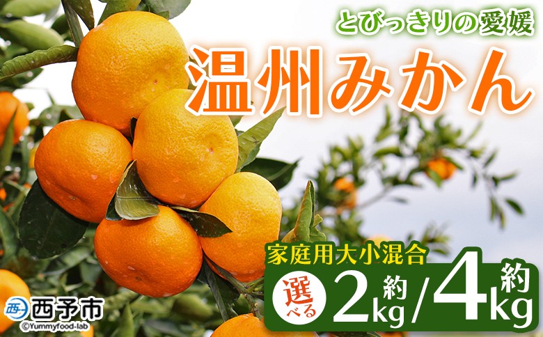 
                  とびっきりの愛媛 温州みかん 約2kg／4kg（家庭用大小混合）　訳あり 家庭用 果物 柑橘 フルーツ 蜜柑 うんしゅうみかん ウンシュウミカン 特産品 片山果樹園 食べて応援 西宇和 愛媛県 西予市【常温】『2025年11月下旬～1月上旬頃迄に順次出荷予定』
                