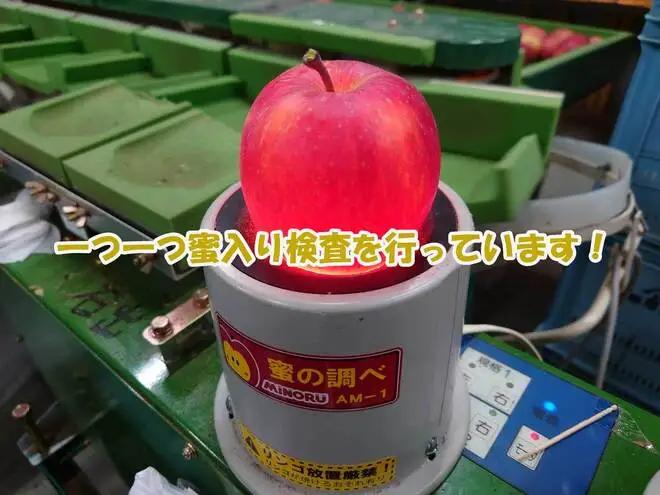 【2026年産】 シャキシャキ葉とらず ふじりんご 約10kg 特別栽培農産物 長野県産 訳あり りんご リンゴ フルーツ 果物 おやつ デザート 信州 上田 家庭用