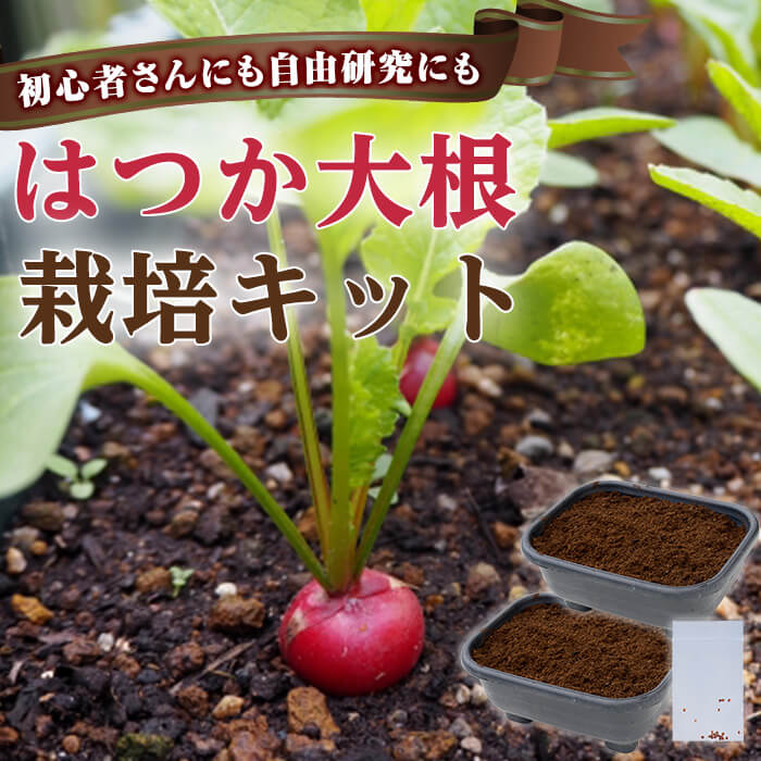 【ふるさと納税】初心者さんにも！ はつか大根 栽培キット 甘日大根 二十日大根 野菜 家庭菜園 ベランダ 手軽 栽培 園芸 菜園 野菜 農業 常温 【opbz012】【さいき本舗 城下堂】