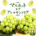 【ふるさと納税】マスカット・オブ・アレキサンドリア 約 1.2kg ( 2房 ) くぼ農園 《2024年9月上旬-11月下旬頃出荷》マスカット 送料無料 岡山県 浅口市 マスカット ぶどう フルーツ 果物 贈り物