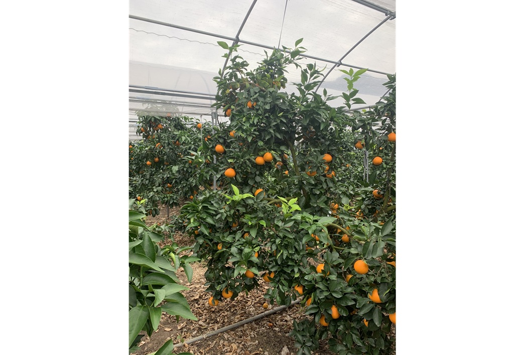 愛果28号 5kg 紅まどんな同一品種 バラ詰め ご家庭用 サイズミックス 農園直送 先行予約 12月発送 愛媛 数量限定 愛媛県産 人気 柑橘 伊予市｜B274