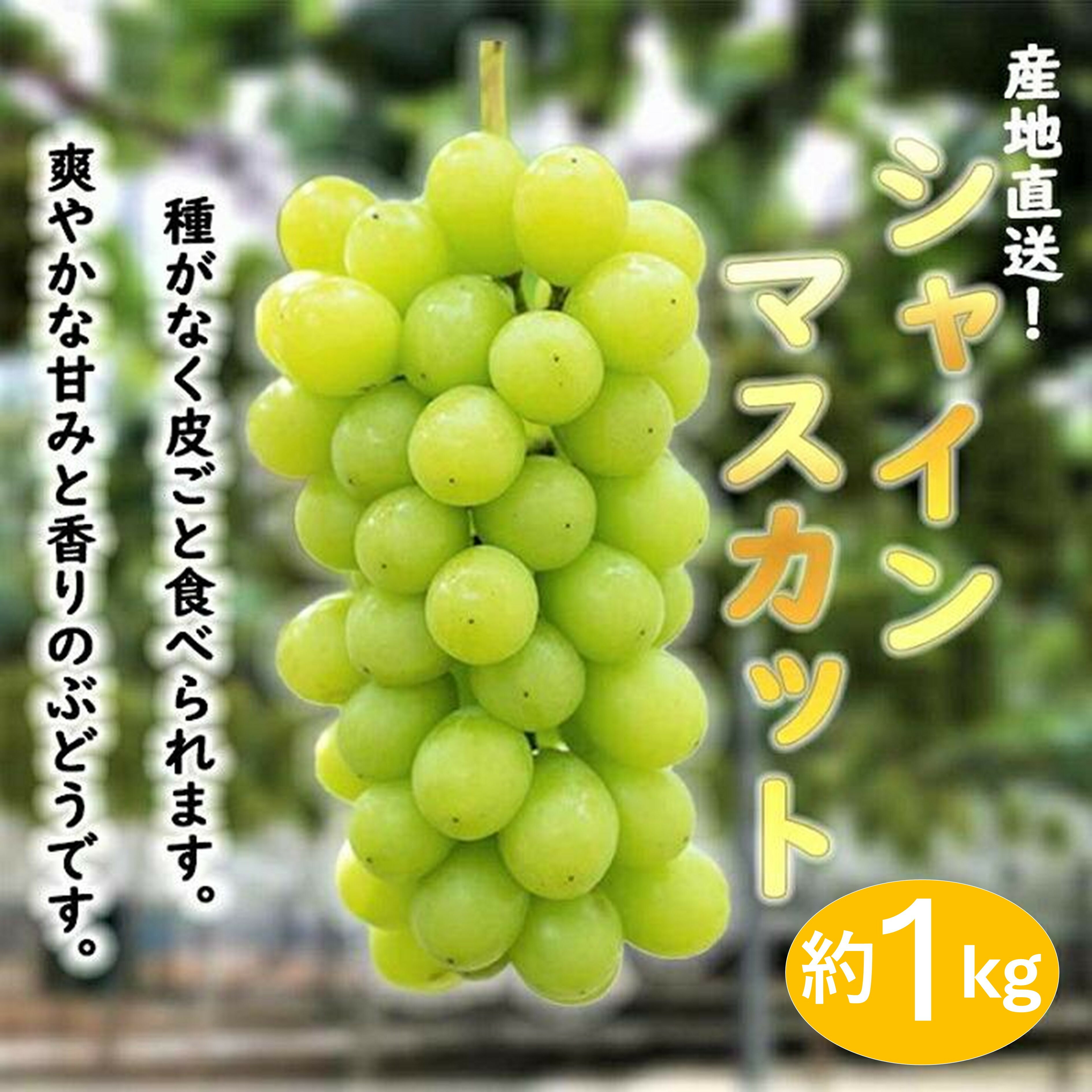 【ふるさと納税】★お届けは2026年8月から！★ 　産地直送 シャインマスカット約1キロ入り | 先行予約 葡萄 ぶどう