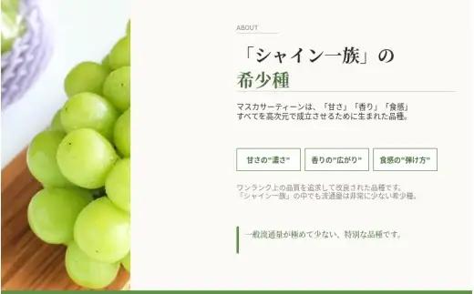 マスカサーティーン【シャインマスカット希少品種】 1.5㎏（3房または4房）【2026年先行予約】【ysdb005】