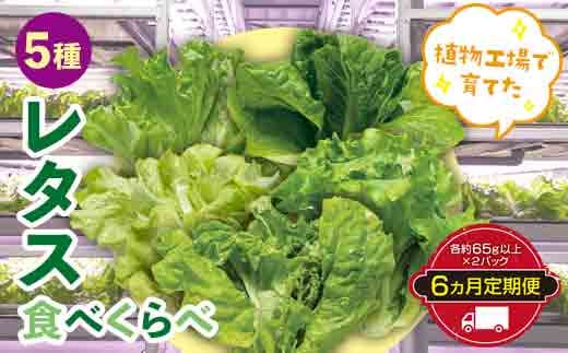 定期便 6ヶ月連続 植物工場で育てた5種のレタス食べくらべセット 10パック  野菜 セット 詰め合わせ 詰合せ 食品 F23R-786