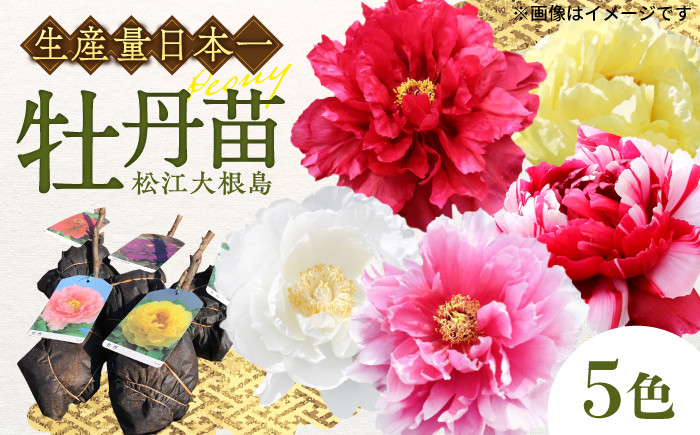 
            松江大根島牡丹苗(5色セット) 島根県松江市/島根県農業協同組合くにびき地区本部 [ALBC001]｜ボタン ぼたん 花 鉢植え 植物 贈り物 庭 ガーデニング 観葉植物 苗 松江市 まつえ 
          