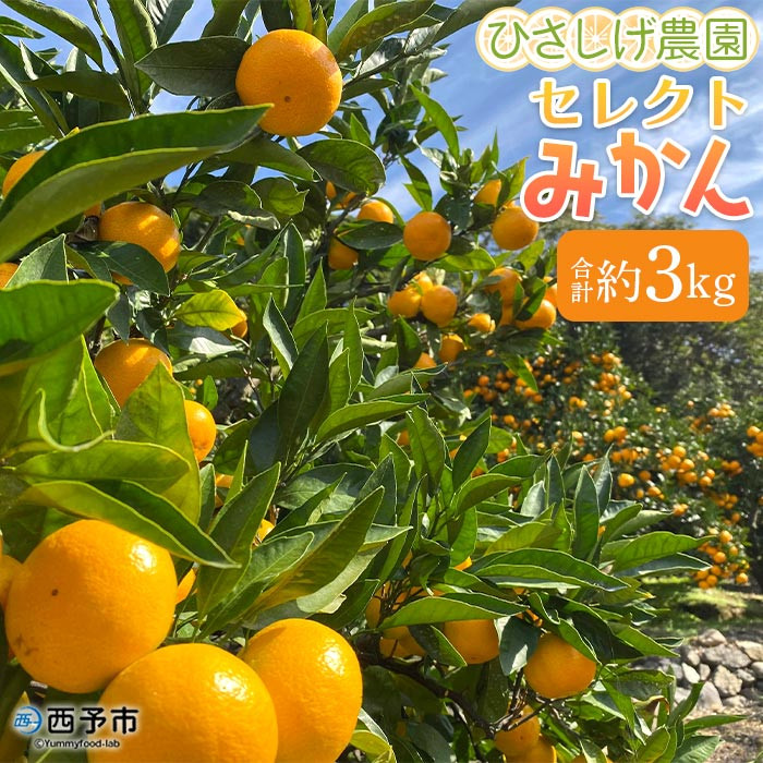 
                  ひさしげ農園　西宇和産セレクトみかんセット
                