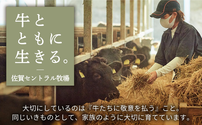 【牧場直送】人気返礼品セット！牛肉100%ふんわりロールステーキ 4個＆しろいし牛 サイコロステーキ 350g【有限会社佐賀セントラル牧場】お肉 [IAH117]