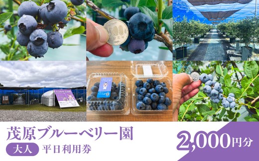 茂原ブルーベリー園　大人　平日利用券　2,000円分 【体験 果物狩り くだもの狩り ベリー フルーツ ファミリー 千葉県 茂原市 送料無料 ふるさと納税】 MBCA002
