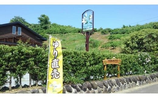 生産者直送】高レビュー5.0 幸せと笑顔を届けるオリエンタルリリィ ユリ 百合 花 切り花 フラワー 艶やか 美しい 華やか 可憐 鮮やか 長持ち 強い 有機肥料 自然 人気 ラッピング プレゼント 