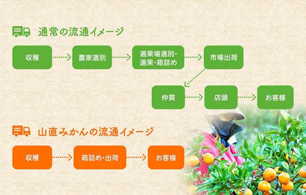 みかん 極早生 山から直送 箱込 2.5kg (内容量約 2.3kg) 採れたてそのままごろごろ規格 有田みかん 和歌山県産 【みかんの会】 	AX191_イメージ5