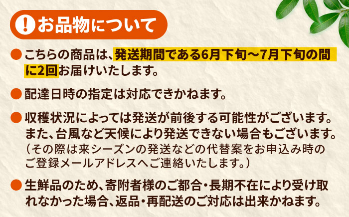 【全2回】太陽の恵み マンゴーご褒美便 (総計4kg) マンゴー 2026 沖縄 果物 フルーツ ギフト 沖縄市 / 仲村農園 [BCZZ053]