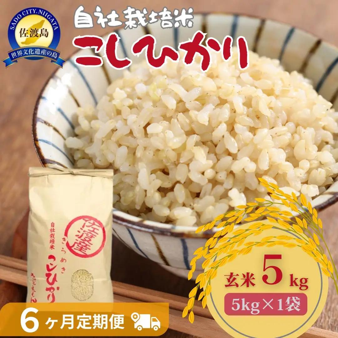 定期便 5kg 6回 コシヒカリ 玄米 自社栽培 | 新潟県 佐渡市 定期便