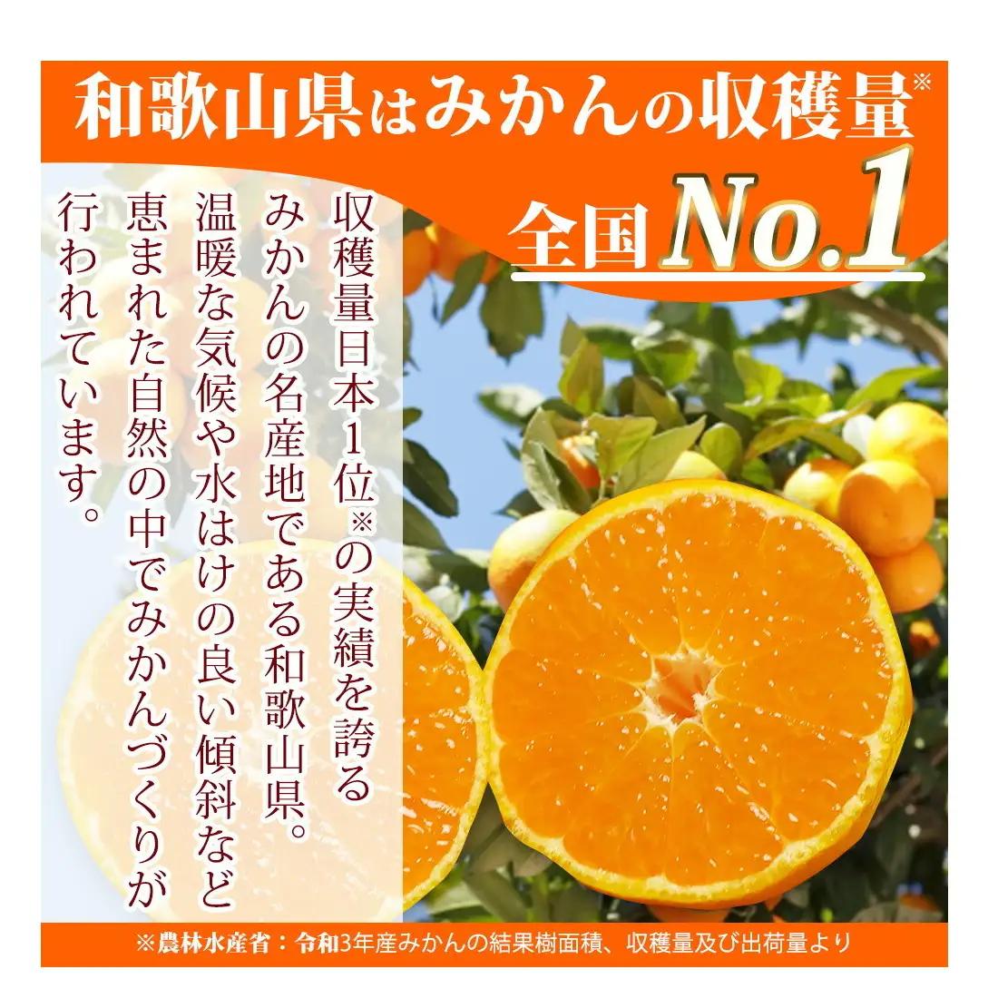 【2026年先行予約】高級ブランド 田村みかん 約5kg【家庭用 訳あり】_G7342