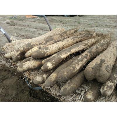 ふるさと納税 長野市 長野市松代産　高野農園　ながいも　約10kg |  | 01