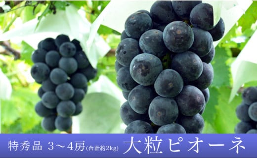 
                  ＜ 先行予約 ＞ ぶどう ピオーネ 2kg 3～4房 特秀 【2026年9月中旬頃～順次発送】 農家直送 山形県 朝日町産 山形産 ブドウ 葡萄 グレープ 果物 フルーツ 秋
                