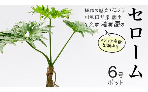 
                  セローム 6号ポット 1点 家庭 で 園芸 鉢植え 苗 庭木 果樹 ガーデニング 植物 確実園 観葉植物 インテリア 植木鉢
                