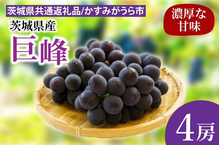 【先行予約】巨峰 4房（茨城県共通返礼品：かすみがうら市産）※2025年8月初旬～2025年10月下旬頃に順次発送予定（CD021）