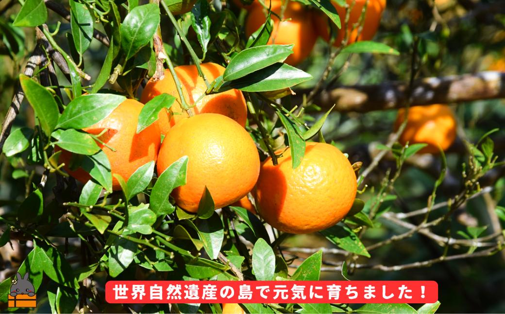 世界自然遺産にも登録された豊かな大自然が残る徳之島で元気に育ちました！