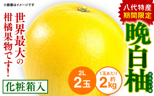 
八代特産 晩白柚（ばんぺいゆ）2Lサイズ（約2kg）×2玉
