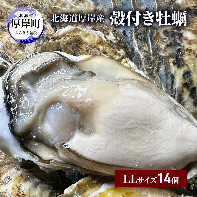 【ふるさと納税】北海道 厚岸産 殻付き 牡蠣 LLサイズ 14個 魚貝類 生牡蠣 海鮮 海の幸 生食用牡蠣 生食用 生食用殻付き牡蠣 濃厚 甘み オイスター