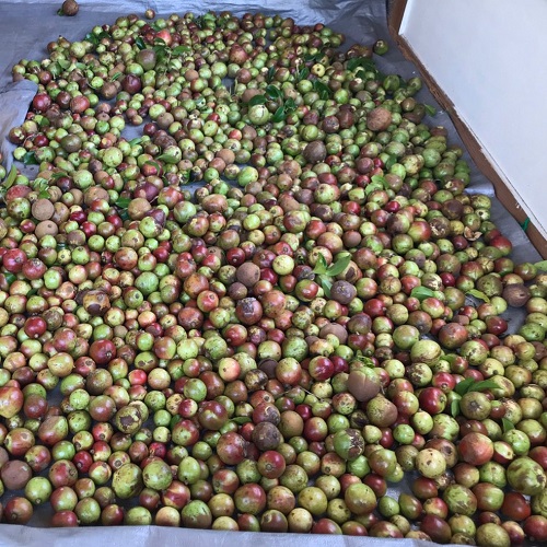 【先行受付】あしずり椿オイル100ml　天然椿使用純度100％　食用油 髪用 椿油 ヘアオイル 美容保湿【R00244】