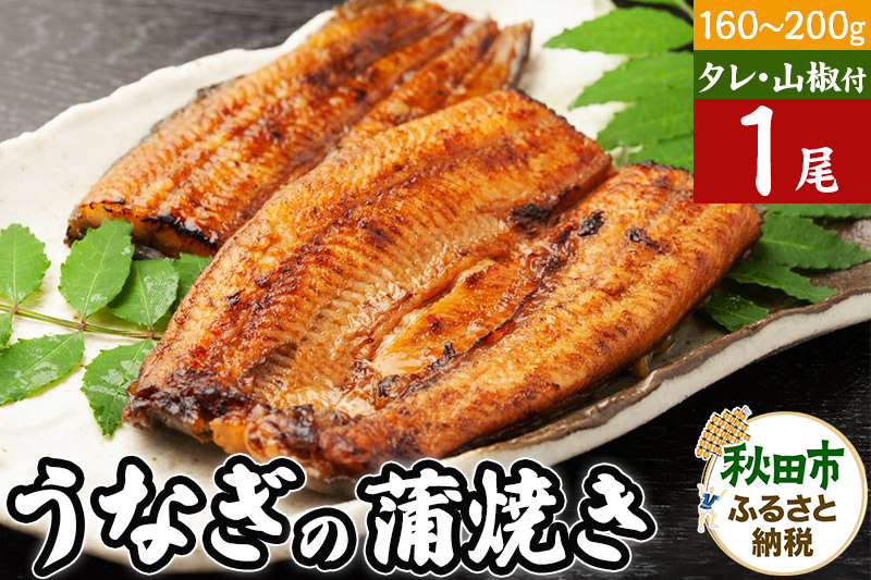 
うなぎ うなぎ蒲焼き 160～200g×1尾(タレ・山椒付き) 仕出しのせきや 鰻 土用の丑の日
