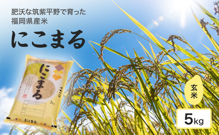 にこまる 筑紫平野 玄米 福岡県産 にこまる【5kg】