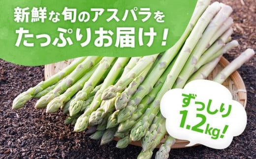 数量限定 先行予約 アスパラガス 春芽 LM 1.2kg 【2月～4月お届け】｜朝採り 朝採れ 直送 グリーンアスパラガス アスパラ