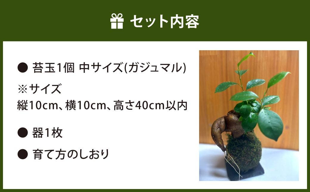苔玉 ガジュマル -MOSS- 