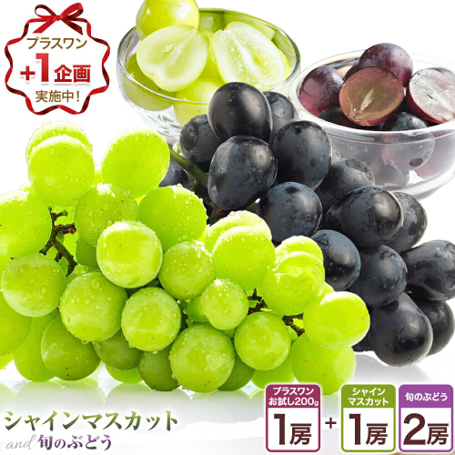 〈プラスワン企画実施中〉 シャインマスカット 1房・旬のぶどう 2房 ＋ お試しぶどう 1房 計 2kg Orchard M《8月中旬-10月上旬頃出荷》熊本県 長洲町 シャインマスカット ぶどう マスカット 果物 フルーツ スイーツ デザート