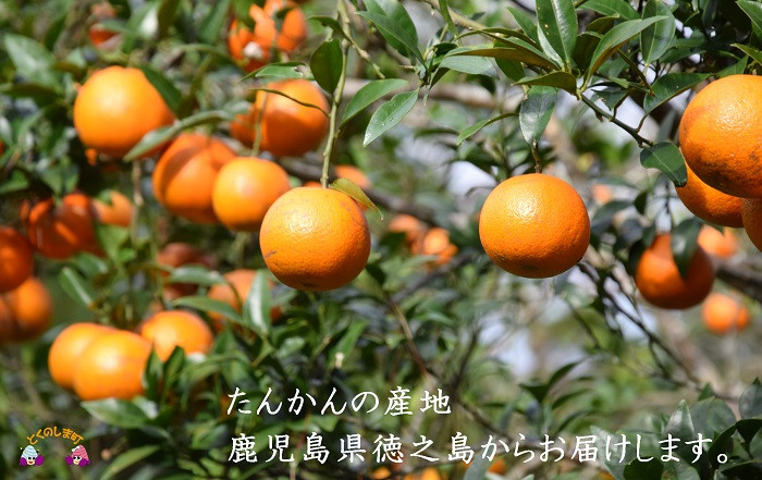 たんかんの産地！徳之島から愛情込めてお届け致します。
