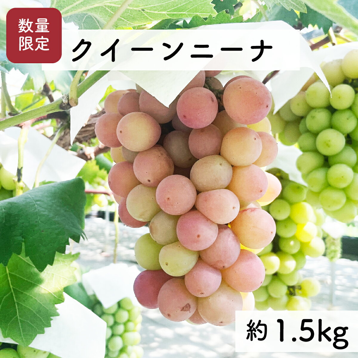【ふるさと納税】【先行予約・2026年9月】希少品種 数量限定 特大クイーンニーナ 1.5kg 産地直送 農家直送 甘い 大きい 種なし ぶどう 果物 限定品